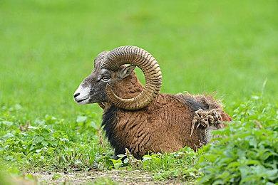 《鬼灭之刃：火神血风谭2》新角色预告：伊黑小芭内、不死川实弥和悲鸣屿行冥